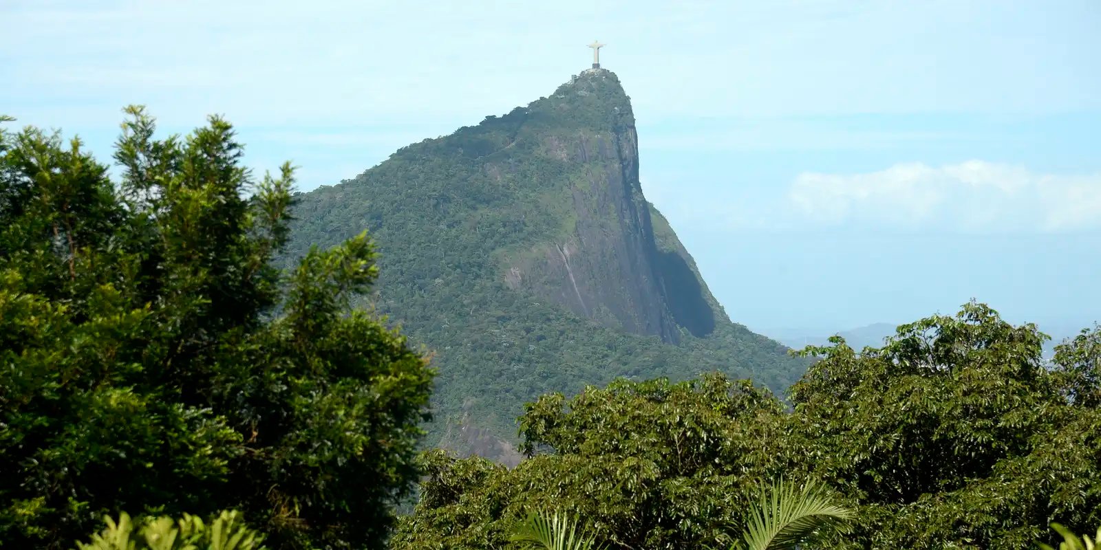 Estudo mostra o impacto das jaqueiras na Mata Atlântica