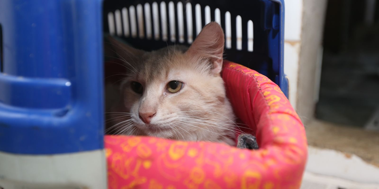 MP pede resgate de 400 gatos de apartamento em Santa Catarina